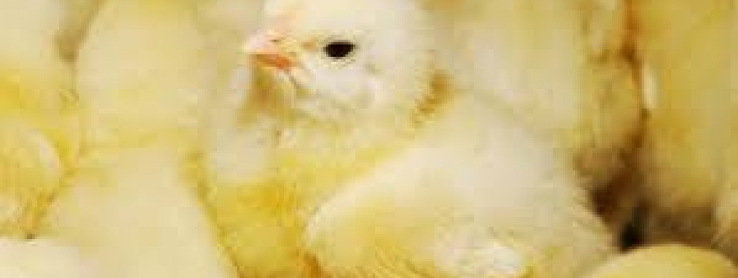 A tojás előkészítése