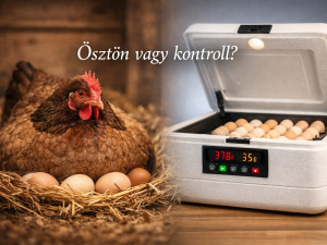 Mennyi áramot fogyaszt egy keltetőgép?