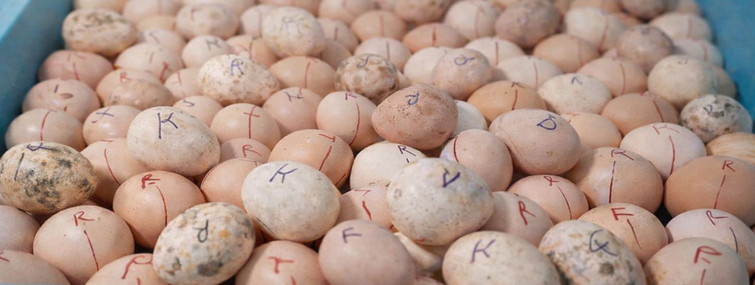 Mennyi tojást érdemes egyszerre keltetni? – Tapasztalatok egy keltetőgép gyártótól