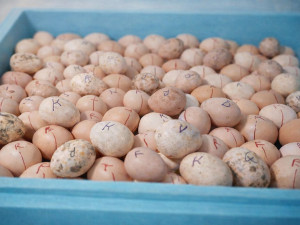 Mennyi tojást érdemes egyszerre keltetni? – Tapasztalatok egy keltetőgép gyártótól