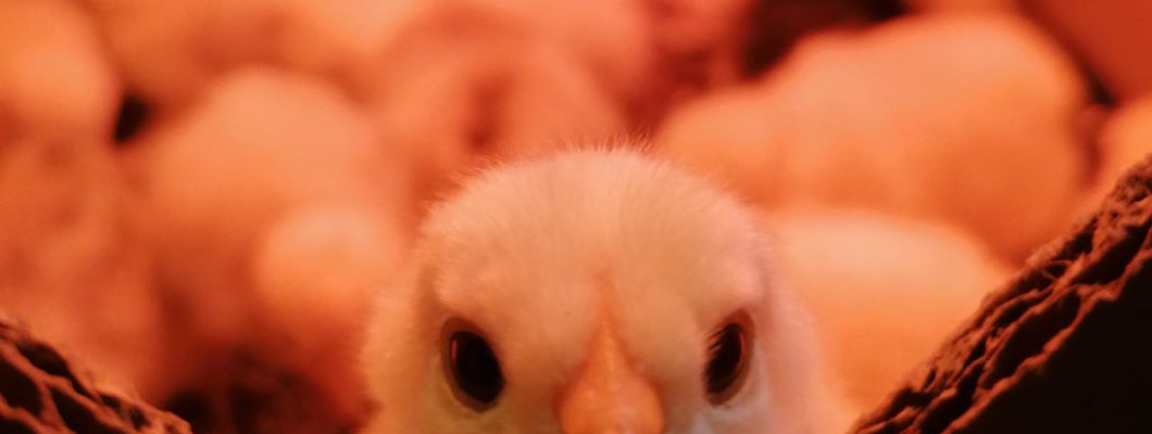 Mivel keltessünk? Kotlós vs. keltetőgép – útmutató