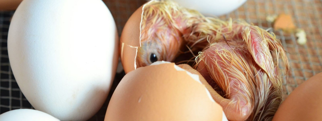 Hogyan hozd ki a legtöbbet a keltetődből?