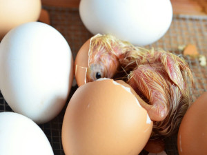 Hogyan hozd ki a legtöbbet a keltetődből?